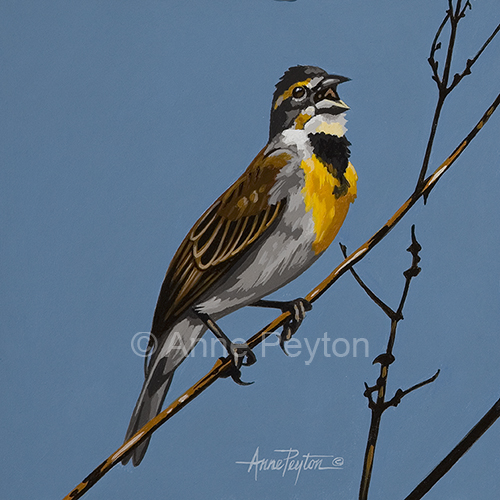 Dickcissel